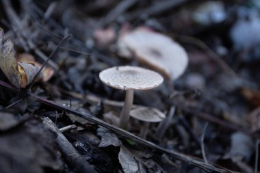 Ormanın Altında Rüya: Mantar Fotoğraflarıyla Yolculuk, Mantar