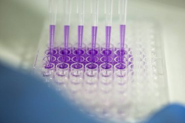 Tıp ve hücre kültürü laboratuarında hücre kültürü