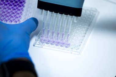 Biyoloji, genetik ve hücre kültürü laboratuvarında hücre kültürü