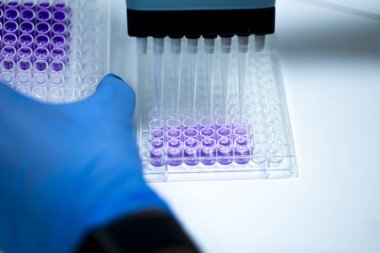 Biyoloji, genetik ve hücre kültürü laboratuvarında hücre kültürü