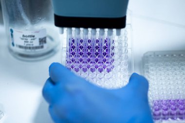 Biyoloji, genetik ve hücre kültürü laboratuvarında hücre kültürü