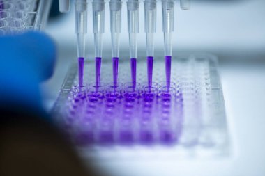 Biyoloji, genetik ve hücre kültürü laboratuvarında hücre kültürü