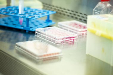 Tıp ve hücre kültürü laboratuarında hücre kültürü