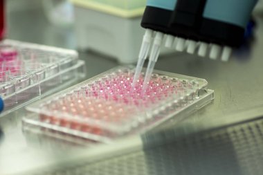 Tıp ve hücre kültürü laboratuarında hücre kültürü