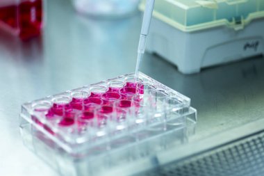 Laboratuvardaki hücre kültürü