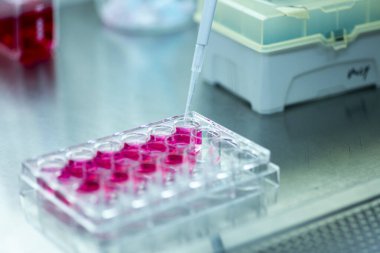 Laboratuvardaki hücre kültürü