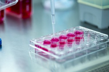 Laboratuvardaki hücre kültürü