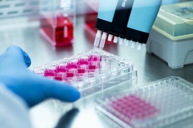 Laboratuvarda mikro pipetle hücre kültürü.