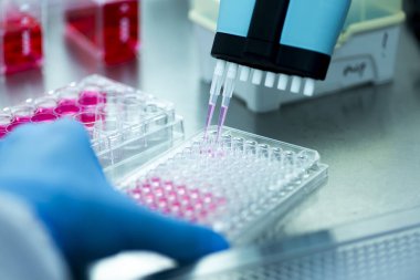Laboratuvarda mikro pipetle hücre kültürü.