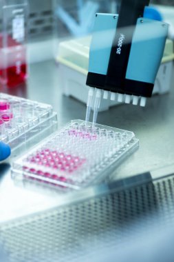 Laboratuvarda mikro pipetle hücre kültürü.