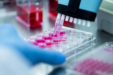 Laboratuvarda mikro pipetle hücre kültürü.