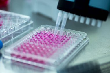 Laboratuvarda mikro pipetle hücre kültürü.