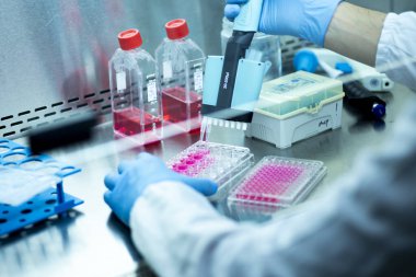 Laboratuvarda mikro pipetle hücre kültürü.