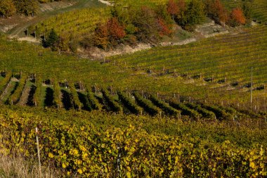 Sonbaharda Serralunga D 'Alba' da Langhe 'nin renkleri, üzüm bağları ve tepeleri sonbahar mevsimi gibi sıcacık renklerle renklendirilir.