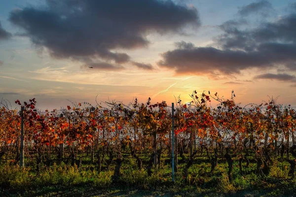 Wspaniałe Kolory Winnic Piemontese Langhe Jesienią Rejonie Serralunga Alba 2022 — Zdjęcie stockowe