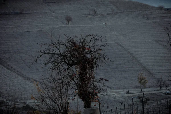雪に覆われたピエモンテランゲのブドウ畑で乾燥した裸の木と冬の風景 — ストック写真