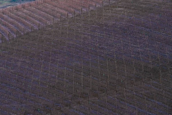 2023年1月の冬のピエモンテ ランゲのブドウ畑の列の質感 — ストック写真