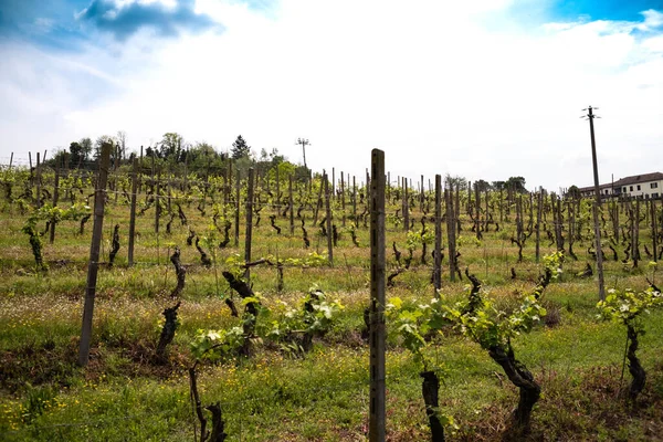 コスティグリオーレ ダスティの美しいブドウ畑 ピードモント ランゲの春の日 2023 — ストック写真