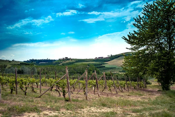Beautiful Vineyards Costigliole Asti Piedmontese Langhe Spring Day 2023 — Stock Photo, Image