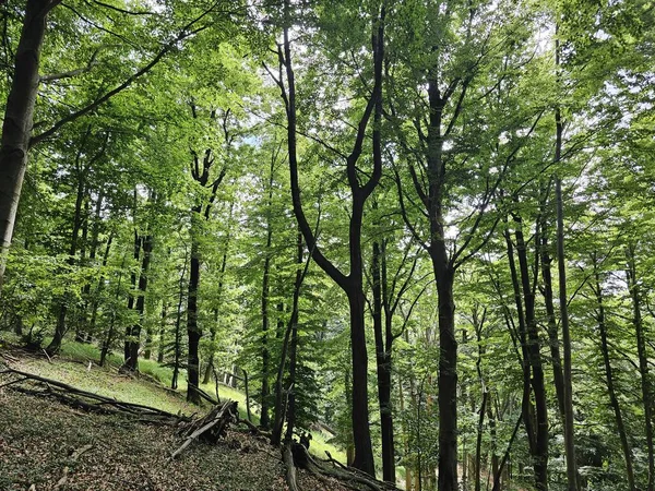 stock image the forest of the Italian province of Liguria in the summer season of 2023