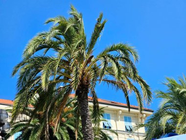 2023 yazında Ligurian sahillerinde güzel deniz palmiyeleri.