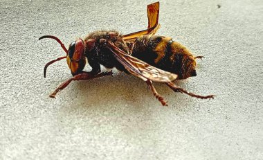 Yaban arısının güzel bir örneği 2023 yazında İtalya 'da çekildi.