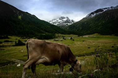 2023 yazında Valtellina 'daki Livigno dağlarının manzarasında otlayan inekler.