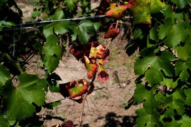 2023 sonbaharında, hasat zamanında, Piedmontese Langhe 'deki üzüm bağlarının manzaraları İtalyan şarabı üreticileri...