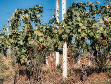 2023 'te Alba yakınlarındaki hasattan hemen sonra sonbahar renkleriyle Piedmontese Langhe' deki sarmaşıklar.