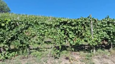 La Morra 'daki bir Langhe üzüm bağının 4K videosu.