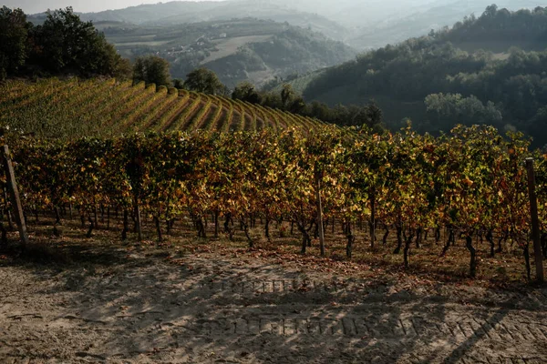 Piedmontese Langhe 'nin manzaraları. 2023 sonbaharında, üzüm hasadından hemen sonra, Serralunga d 'alba üzüm bağları.