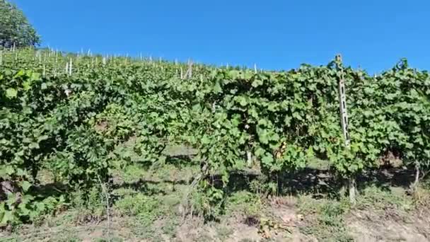 収穫期間中のピエモンテランゲのブドウ畑の4Kビデオワインを作る — ストック動画
