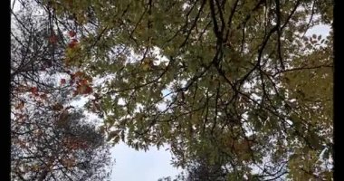 Bir İtalyan ormanının ağaç dallarının tepeden tırnağa dairesel bir şekilde çekilmiş 8 kilometrelik videosu.