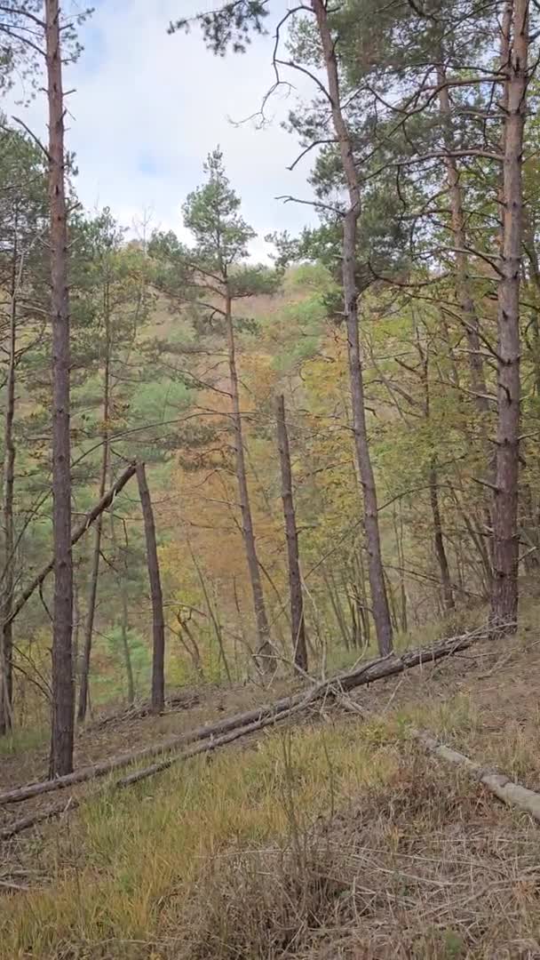 Vídeo Uma Floresta Italiana Baixo Piemonte Outono Com Tons Brilhantes — Vídeo de Stock