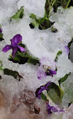Baharın başlangıcında taze kara batırılmış menekşe çiçekleri. iklim mevsimleri arasındaki karşıtlık