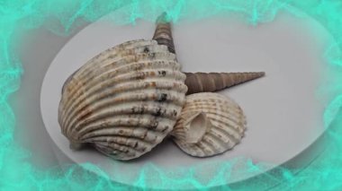 Yumuşakça, brachiopod ve ostracod phyla 'ya ait yumuşak gövdeli ve iskeletsiz hayvanları koruyan ve destekleyen katı ve sert bir biyolojik yapı olan deniz kabuklarının 8k' lik videosu..