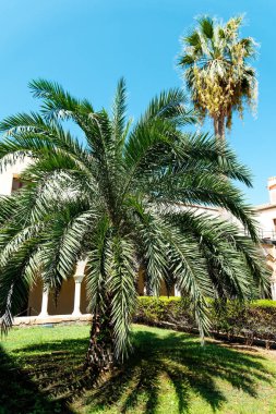 2024 yazında Sicilya kıyılarında deniz palmiyeleri