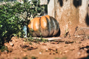 Cadılar Bayramı 'nın turuncu balkabağı sembolü. 31 Ekim' de Amerika 'da yapılan ünlü bir bayram.
