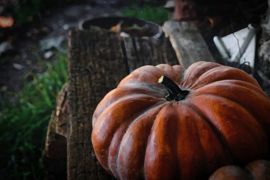 31 Ekim Cadılar Bayramı 'nın turuncu balkabağı sembolü. Amerika' da korku ve korku.