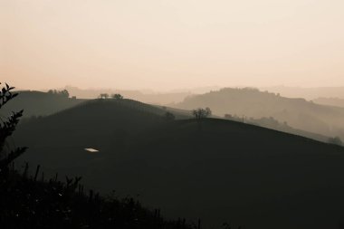 Langhe 'nin Piedmont tepelerinde, bir sonbahar sabahı şafak vakti, üzüm bağlarının arasında sis var.