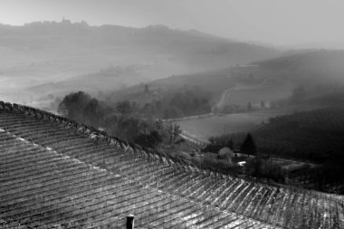 Langhe 'nin Piedmont tepelerinde, bir sonbahar sabahı şafak vakti, üzüm bağlarının arasında sis var.