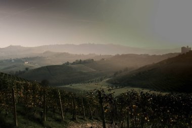 vineyards of the Piedmontese Langhe with the colors of autumn 2024 after the grape harvest for wine clipart