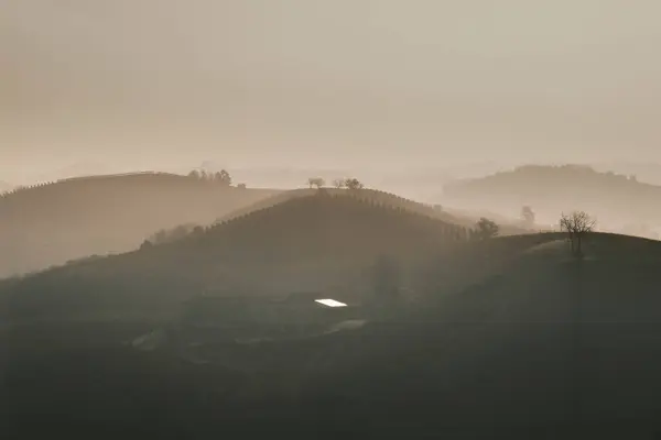 Langhe 'nin Piedmont tepelerinde, bir sonbahar sabahı şafak vakti, üzüm bağlarının arasında sis var.