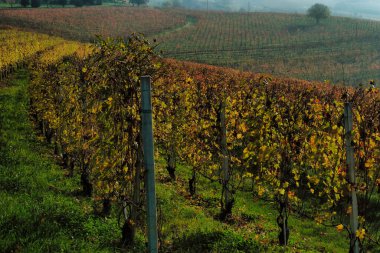 Sonbaharda şarap hasadından kısa bir süre sonra Grinzane Cavour bölgesinde Piedmontese Langhe üzüm bağlarının sonbahar renkleri.