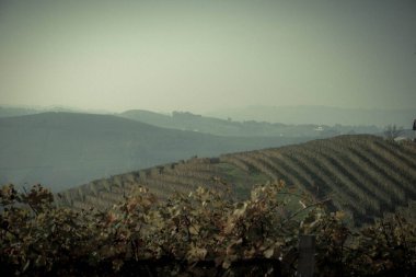 vineyards in the Piedmontese Langhe in autumn near Alba after the grape harvest clipart