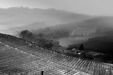 Piedmontese Langhe 'deki üzüm bağları sonbaharda siyah beyaz fotoğraflandı.