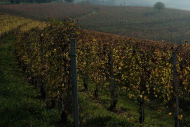 Sonbaharda Piedmontese Langhe üzüm bağları. Üzüm hasadından sonra parlak ve ılık renklerle.