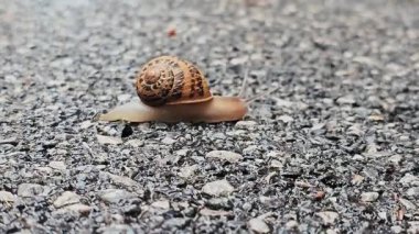 Bir yaz günü yerde sürünen bir salyangozun 4K görüntüsü.