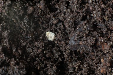 Domates yetiştirmenin başlangıcı