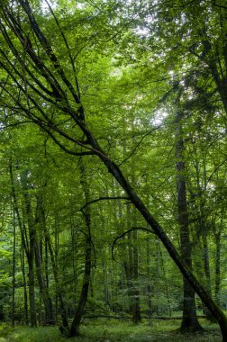 Ağaçlar ormanın derinliklerinde bir açıyla eğilmiş.